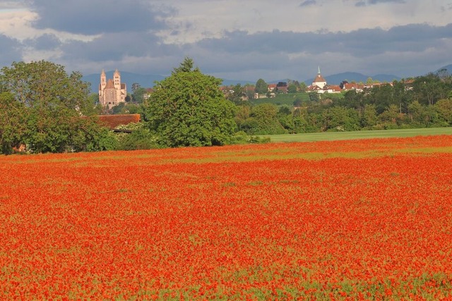 Rote Wiese: Mohnfeld mit dem Breisache...er und dem Mnsterberg im Hintergrund.  | Foto: Erika Ehret