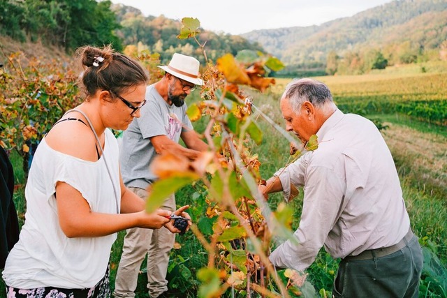 Weinlese im Weingut Linder: (von links...nd Hans-Peter Linder bei der Weinlese.  | Foto: Vic Harster