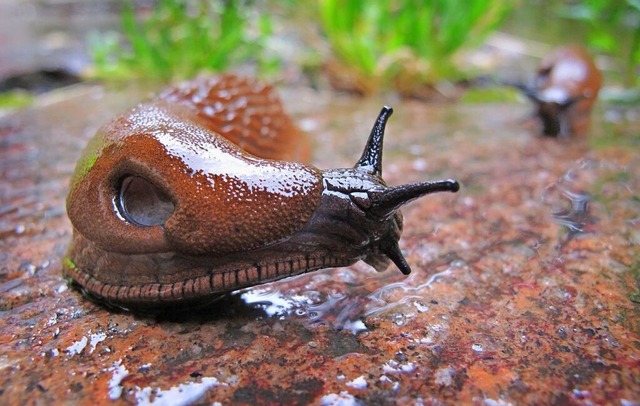 Eine Spanische Wegschnecke kriecht am ...haftlicher Name lautet Arion vulgaris.  | Foto: Karl-Josef Hildenbrand (dpa)