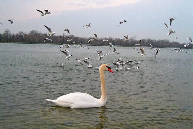 Der Schwan, hier fotografiert auf dem ...nweier, gibt der Gemeinde ihren Namen.  | Foto: Wilhelm Billharz