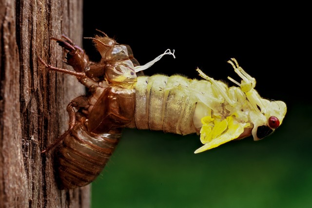 Eine Zikade schlpft aus ihrem Exoskelett.  | Foto: Gerry (stock.adobe.com)