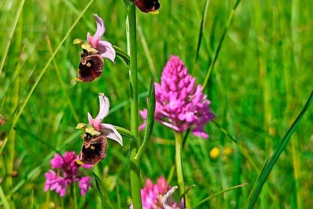 Blhende Orchideen und uneinsichtige Spaziergnger in Istein