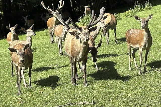 Es warten tierische berraschungen