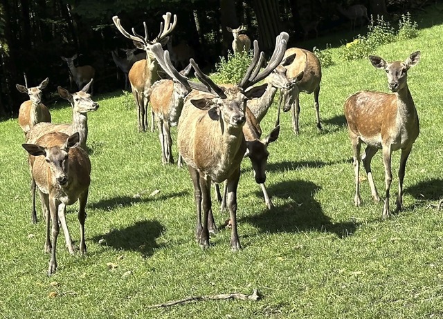 Die Rothirsche fhlen sich im weitlufigen Wildgehege wohl.  | Foto: Sandra Bonitz