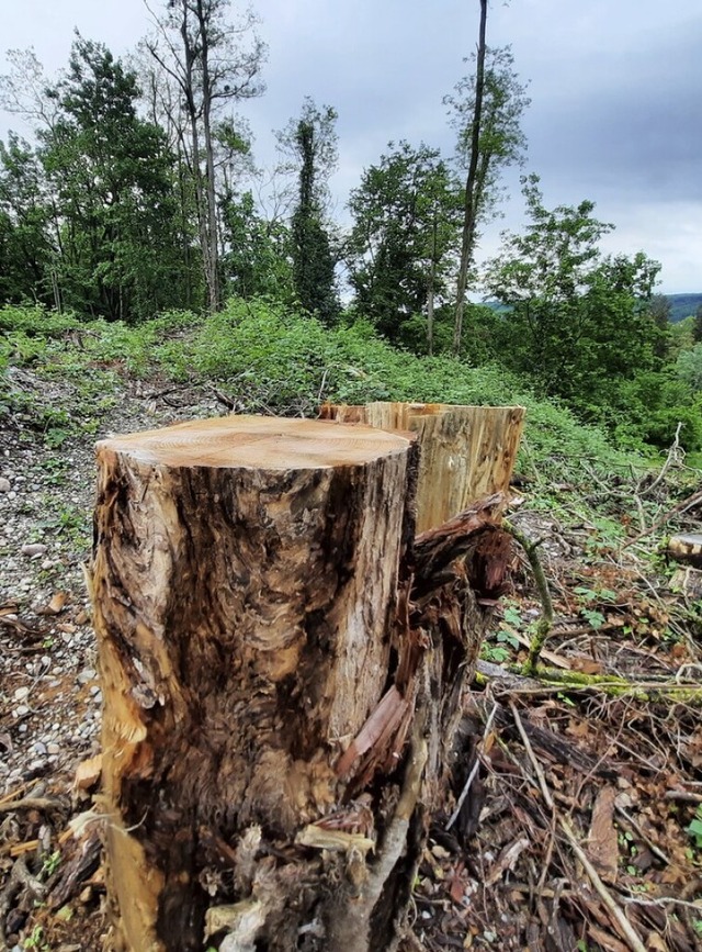 Im Weiler Bereich Am Sohleck waren die Baumfllungen besonders auffllig.  | Foto: Hannes Lauber