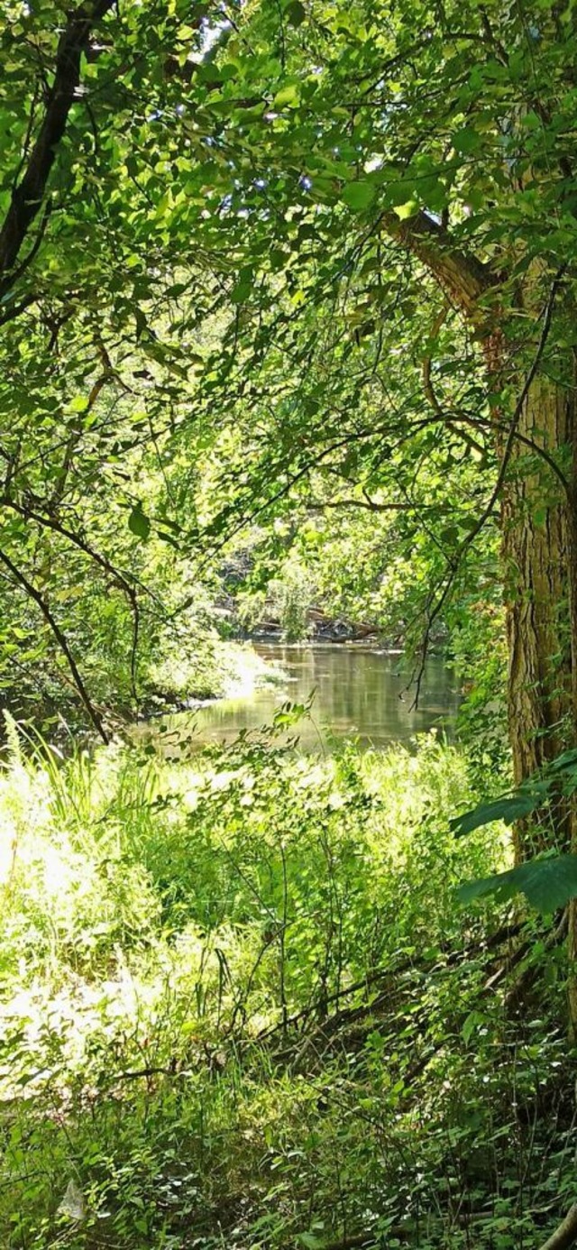 Der Erhalt des Rheinwaldes als Naherho...biet ist beiden Liste in Wyhl wichtig.  | Foto: Martin Wendel