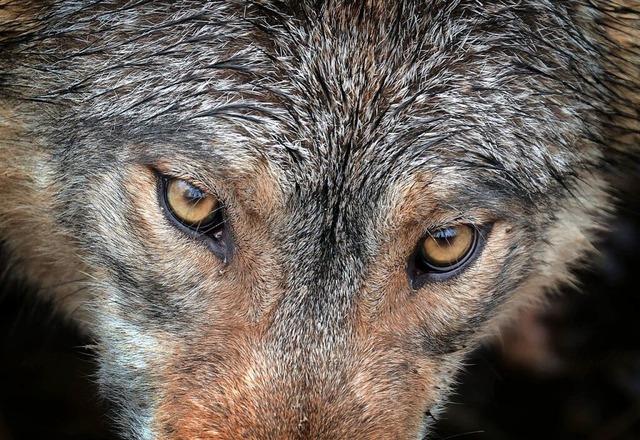 Es ist mglich, dass ein Wolf die Tier...t, Untersuchungen laufen (Symbolbild).  | Foto: Karl-Josef Hildenbrand (dpa)