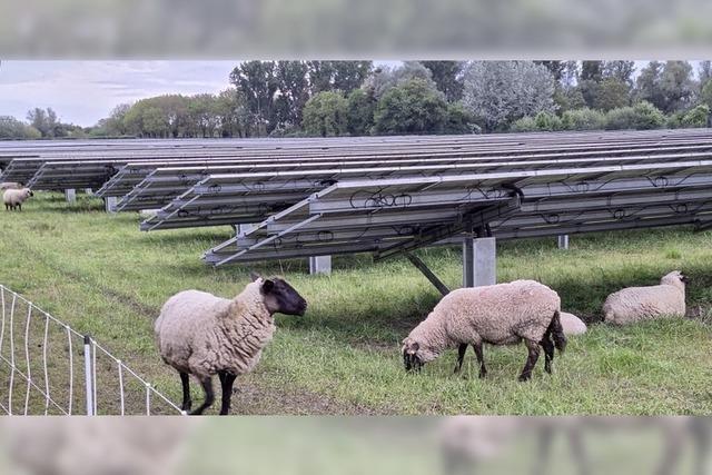 Solarpark schttet 5,5 Prozent aus