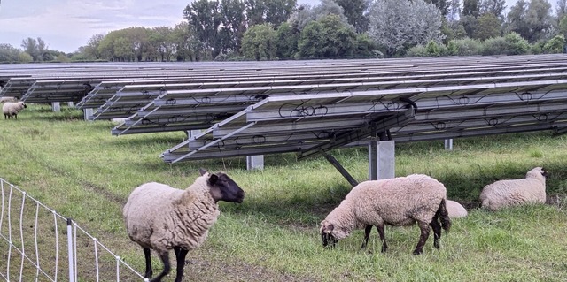 Schafe halten auf der Photovoltaikanla...u des Bchsensbergs den Bewuchs kurz.  | Foto: Dirk Sattelberger