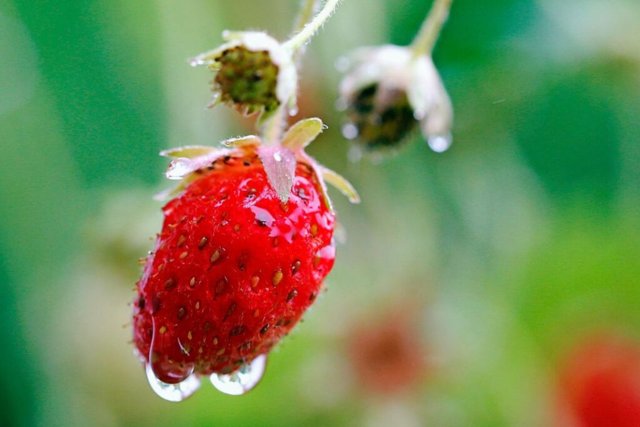 Erdbeerbauern im sdlichen Breisgau kmpfen mit dem Wetter