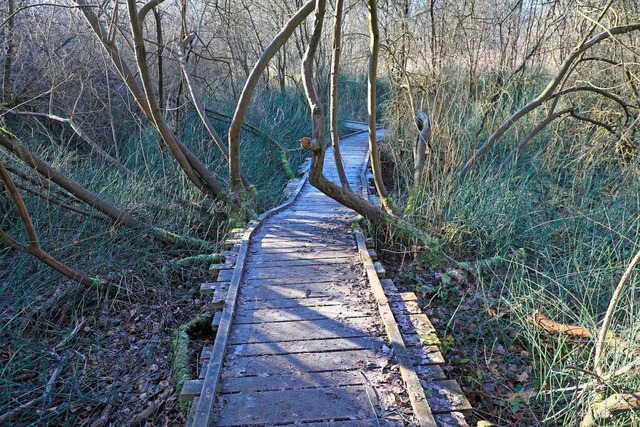 Der Auenwildnispfad in Neuried ist som...dentitt die Rheinauenwlder gehren.   | Foto: Christoph Breithaupt