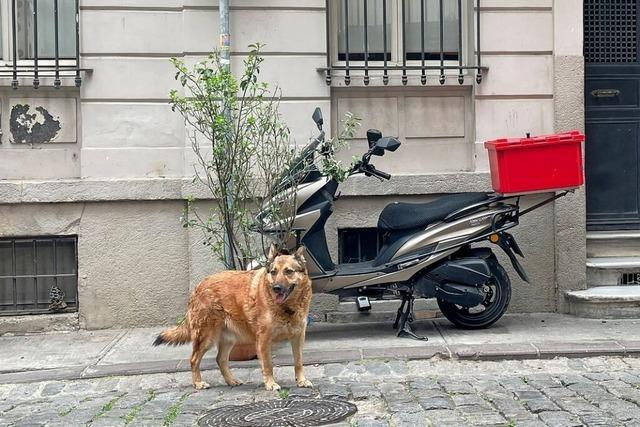 Tierschtzer alarmiert: Will Trkei Tausende Hunde einschlfern lassen?