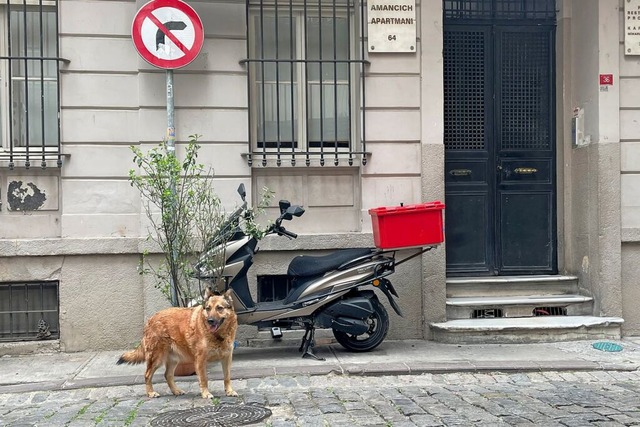 Straenhunde gehren in Istanbul zum Straenbild.  | Foto: Mirjam Schmitt (dpa)