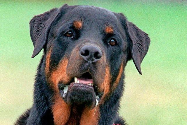 Bissiger Rottweiler: Zwei verletzte Menschen, ein verletzter Hund