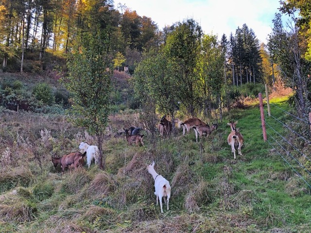 Auf dieser Steilhangflche am Zeller B...gerissen &#8211; trotz Wolfschutzzaun.  | Foto: Sarah Trinler