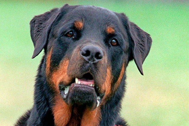 Bissiger Rottweiler attackiert in Bahlingen einen anderen Hund und verletzt zwei Menschen