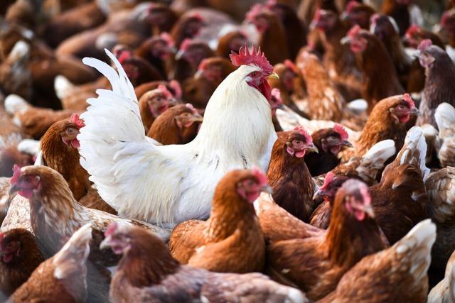 Erstmals Todesfall mit Vogelgrippe-Virus Typ H5N2 gemeldet