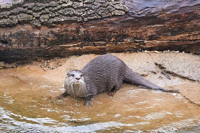 Ziemlich ausgeglichen: der Otter.  | Foto: Jrg Carstensen (dpa)