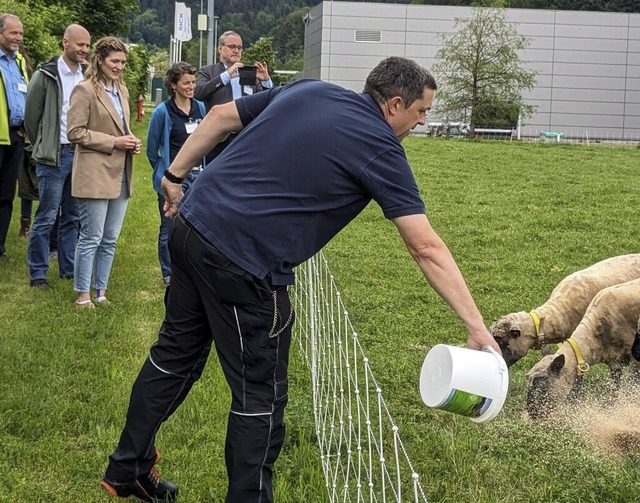 Bei Sick in Buchholz bernehmen Schafe die Pflege der Flchen.  | Foto: Naturpark Sdschwarzwald