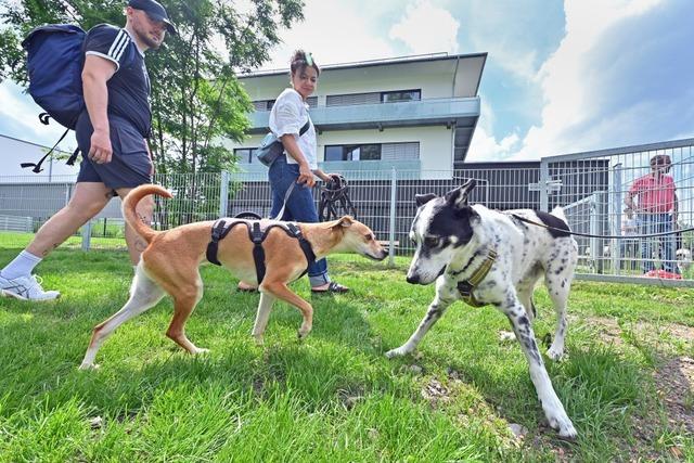 Am Gterbahnhofareal ist die erste Hundewiese Freiburgs erffnet worden