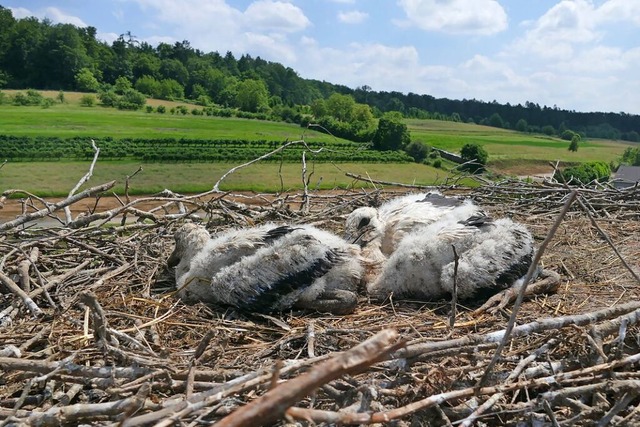 Drei Jungstrche in einem Horst in Holzen  | Foto: Ulrich Senf