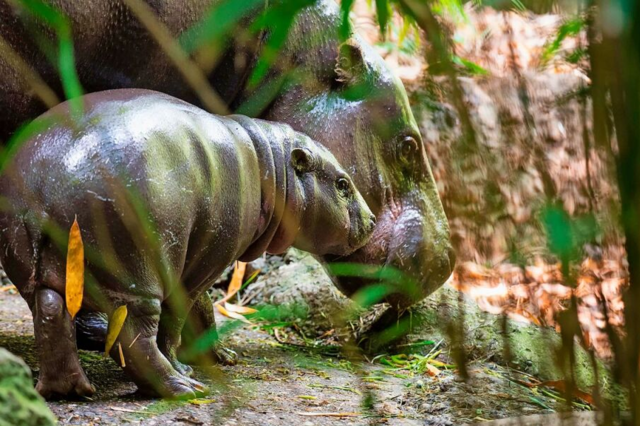 Seltene Geburt: Im Zoo Basel ist ein Zwergflusspferd-Bulle zur Welt gekommen