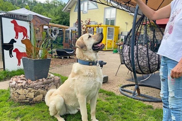 Ein Hund aus Laufenburg sucht ein neues Zuhause