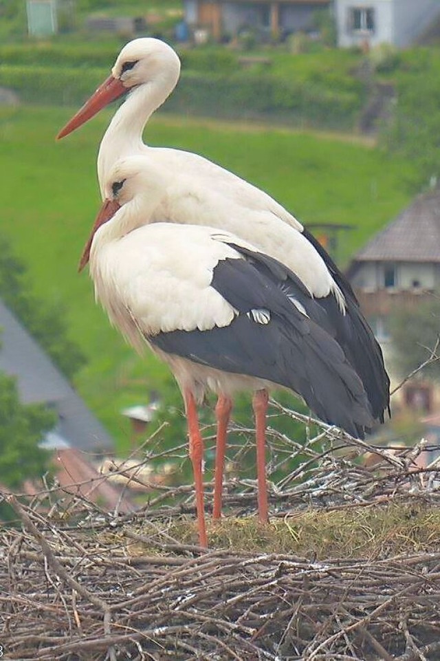 Die Altstrche vor einigen Wochen auf ... zeigte die Webcam einen leeren Horst.  | Foto: Dieter Stckler