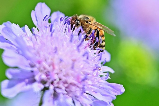Welche Insekten tummeln sich in der Wi...nntag kann jeder mitmachen und zhlen.  | Foto: Michael Bamberger