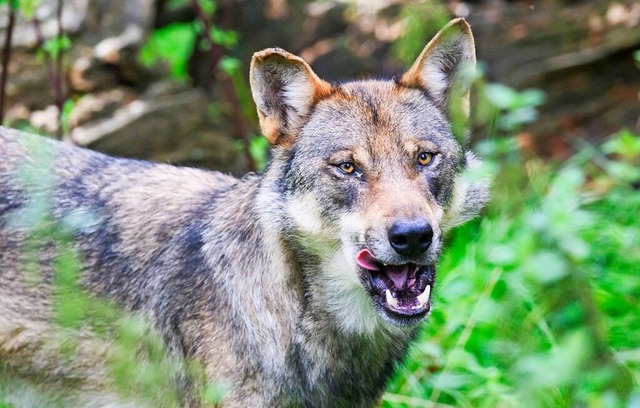 Im Wiesental ist ein Wolf unterwegs (Symbolfoto).  | Foto: Julian Stratenschulte (dpa)