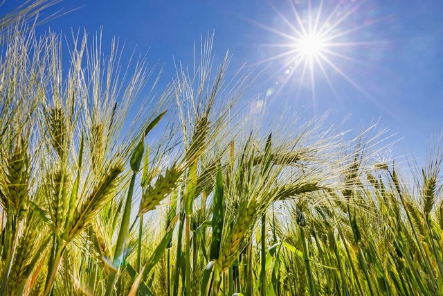 Ab Mitte der Woche soll in Baden-Wrttemberg die Sonne scheinen.  | Foto: Thomas Banneyer (dpa)