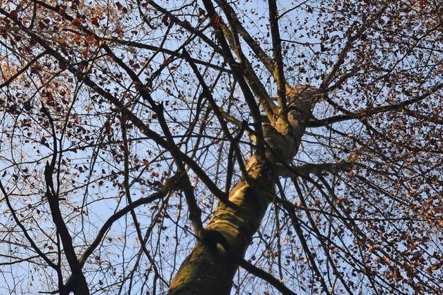 Trotz Regens leidet der Wald im Elztal an den zu hohen Temperaturen