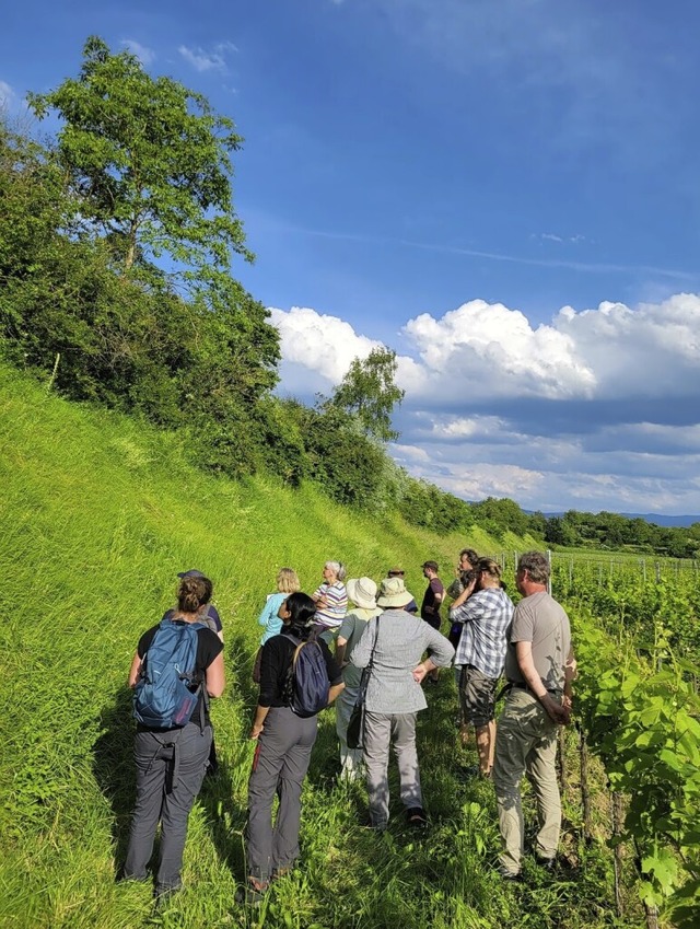 Hans Page zeigte den Exkursionsteilneh...gen der Weinberge rund um Kndringen.   | Foto: Landratsamt Emmendingen