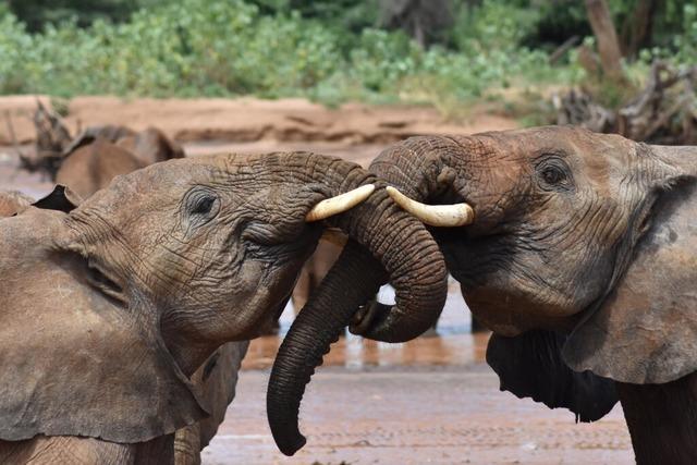 "Hey, Dumbo!" – Nennen sich Elefanten beim Namen?