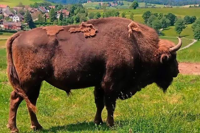 Die berlebenden der Wisent-Herde drfen in Gersbach bleiben – 22 Jahre alte Kuh womglich trchtig