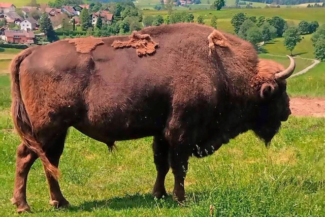 Sie drfen diesen Sommer noch weiter i...ht es wieder prchtig. Hier der Bulle.  | Foto: Pflger