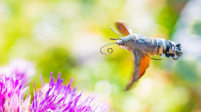 Mehr als 17 Millionen Insekten wandern...renze zwischen Frankreich und Spanien.  | Foto: Will Hawkes (dpa)