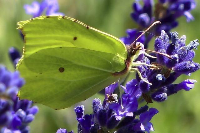 Zitronengelb auf Violett in Seelbach