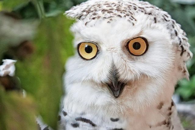 Schwarzwaldzoo in Waldkirch