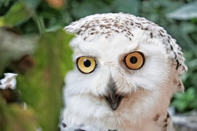 Ein markantes Merkmal der Schneeeulen: ihre groen, leuchtend goldgelbenen Augen  | Foto: Volk (Schwarzwaldzoo Waldkirch)