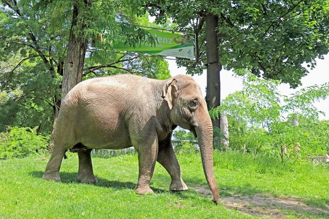 Die asiatischen Elefanten sind echte Schwergewichte.  | Foto: Timo Deible (Zoologischer Stadtgarten Karlsruhe)