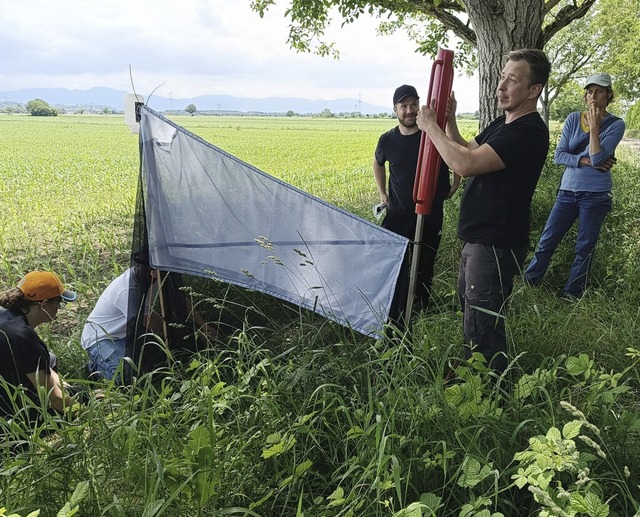 Zeltartige Insektenfangstationen baut ...ologen Dennis Baulechner (rechts) auf.  | Foto: Reinhold Treiber