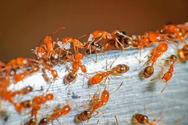 Freiburger Biologe ber Probleme mit invasiven Ameisen: 