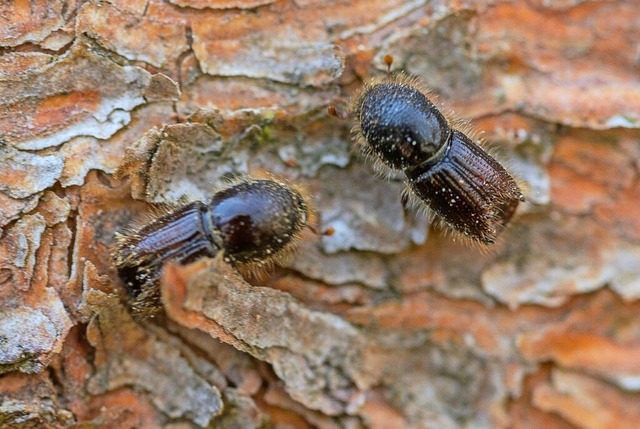 Nasses Wetter macht es schwierig vom Borkenkfer befallene Bume zu entdecken.  | Foto: Andreas Arnold (dpa)