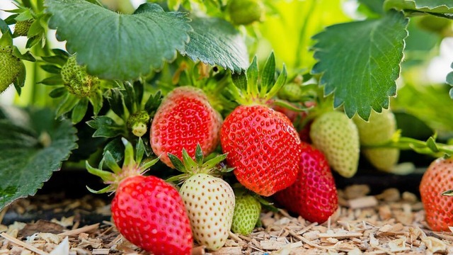 Erdbeeren sind ein wichtiger Umsatztr...as hat das Geschftsjahr 2023 gezeigt.  | Foto: Rolf Vennenbernd (dpa)