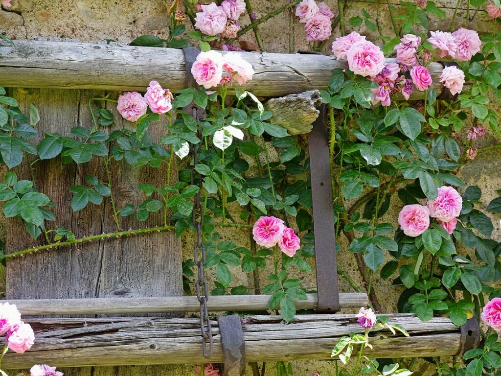 Romantische Rosen an einer Fassade