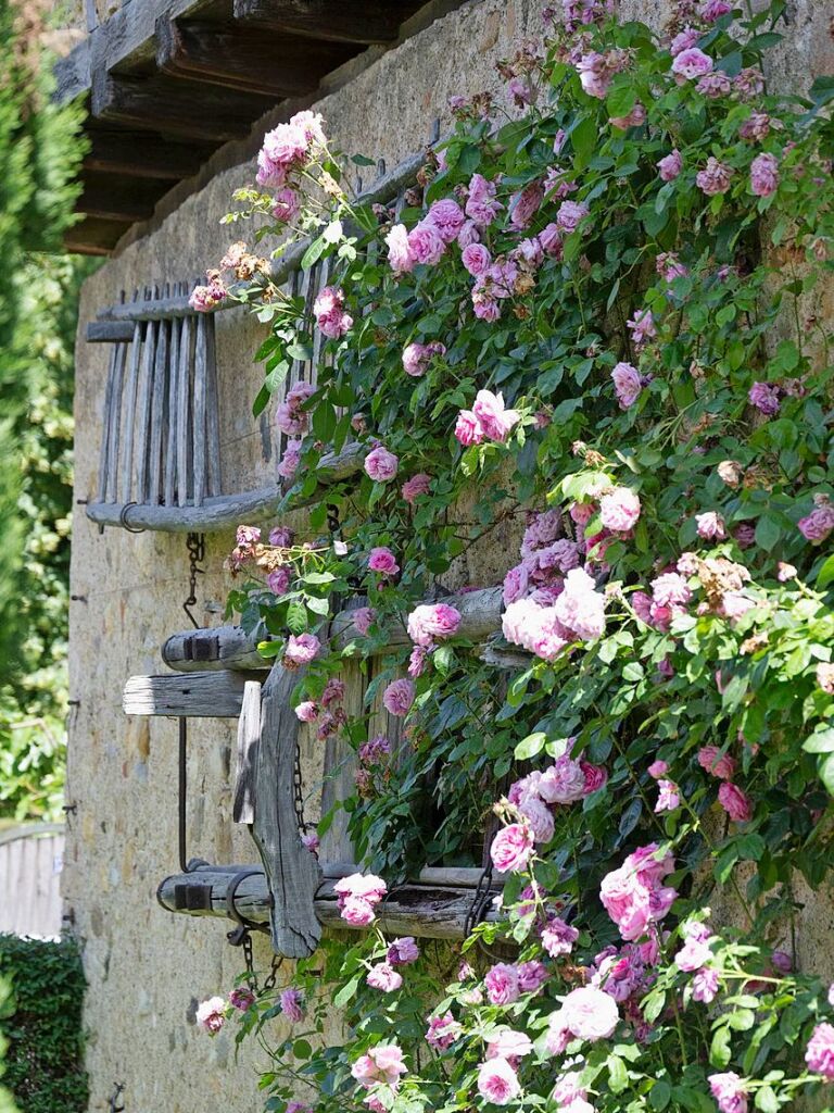 Blhende Rosen an einer Fassade