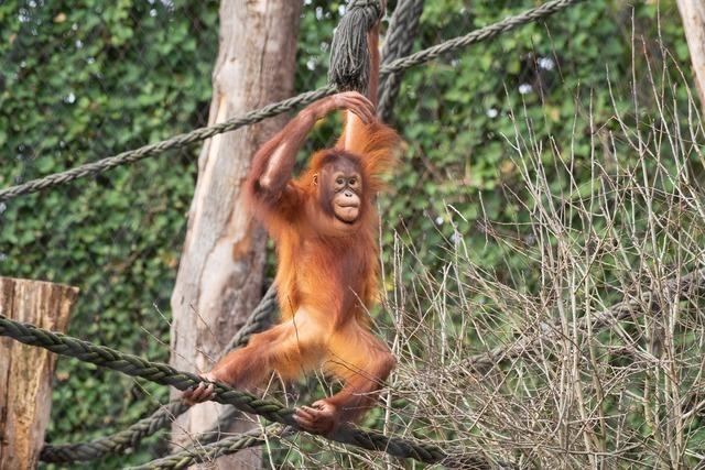 Zoo Basel (Zolli)