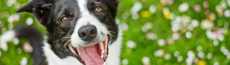 Fr Fellnasen: Diese Ausflge kann man mit Hund machen