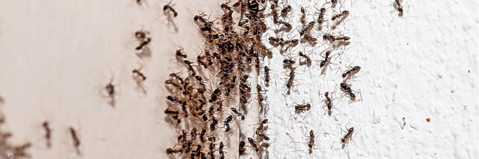 Wie eine Superkolonie invasiver Ameisen Menschen in Kehl das Leben schwer macht